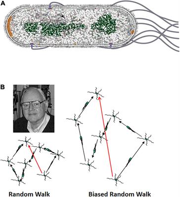 Rotary Nanomotors in the Rear View Mirror